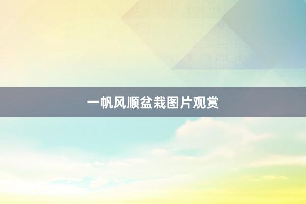 一帆风顺盆栽图片观赏